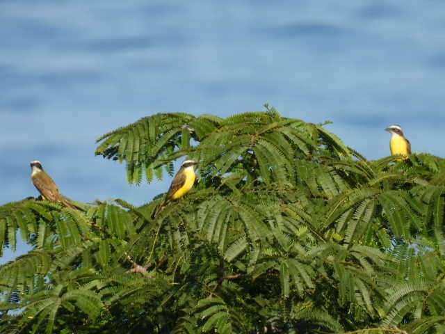 Sosyal Tiran - ML645430163