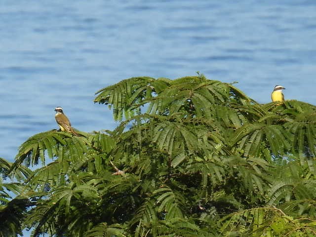 Sosyal Tiran - ML645430164