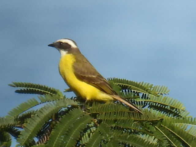 Sosyal Tiran - ML645430165