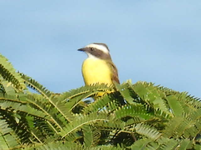 Sosyal Tiran - ML645430166