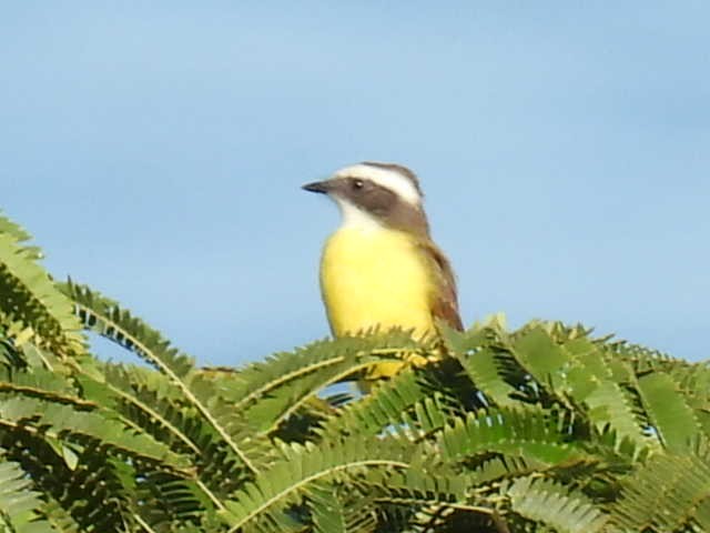 Sosyal Tiran - ML645430167