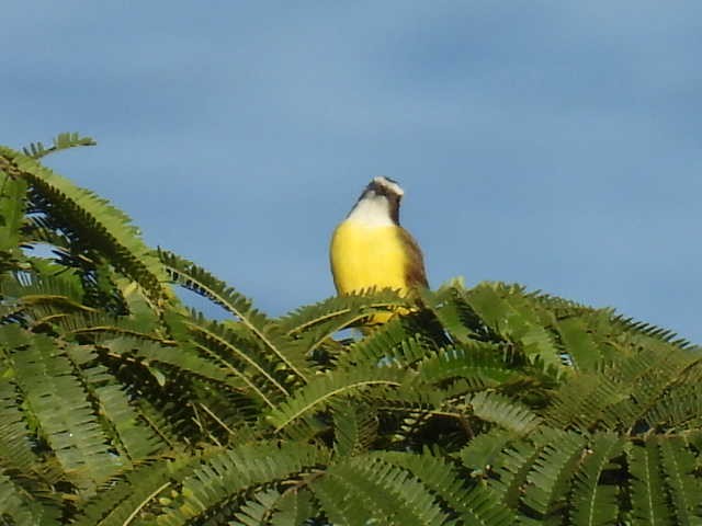 Sosyal Tiran - ML645430168