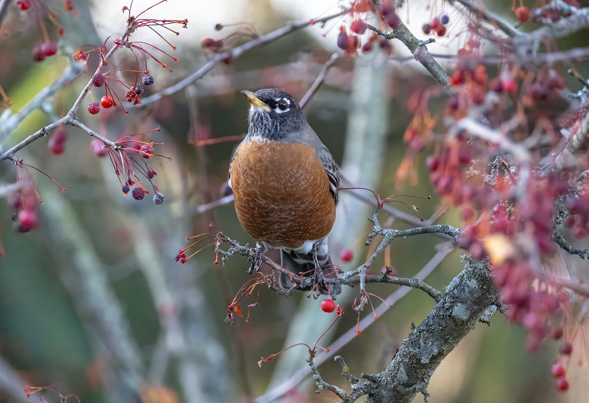 American Robin - ML645430184
