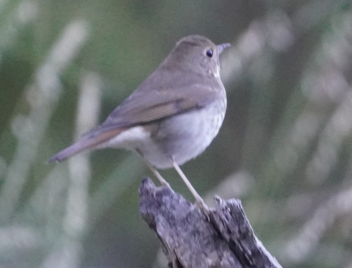 קיכלי חלוד-זנב - ML645430188