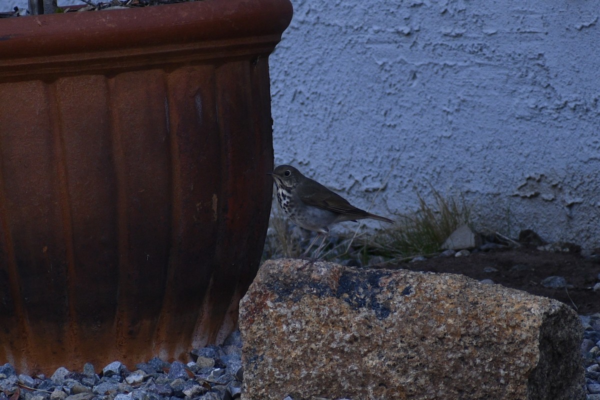 קיכלי חלוד-זנב - ML645430204