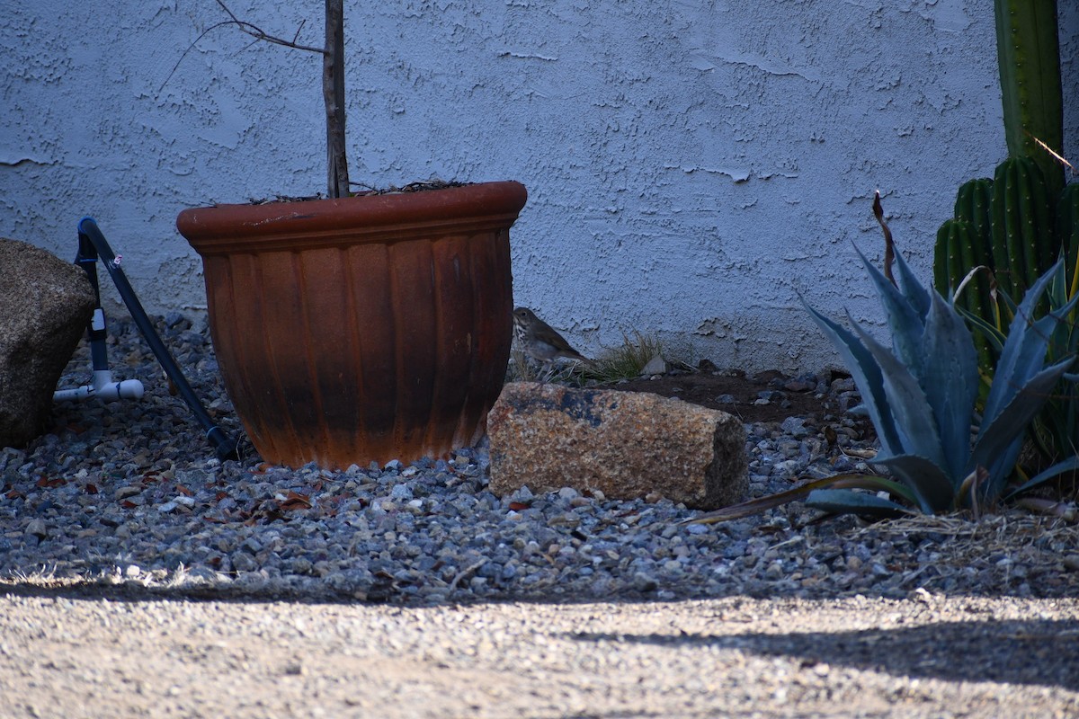 קיכלי חלוד-זנב - ML645430205