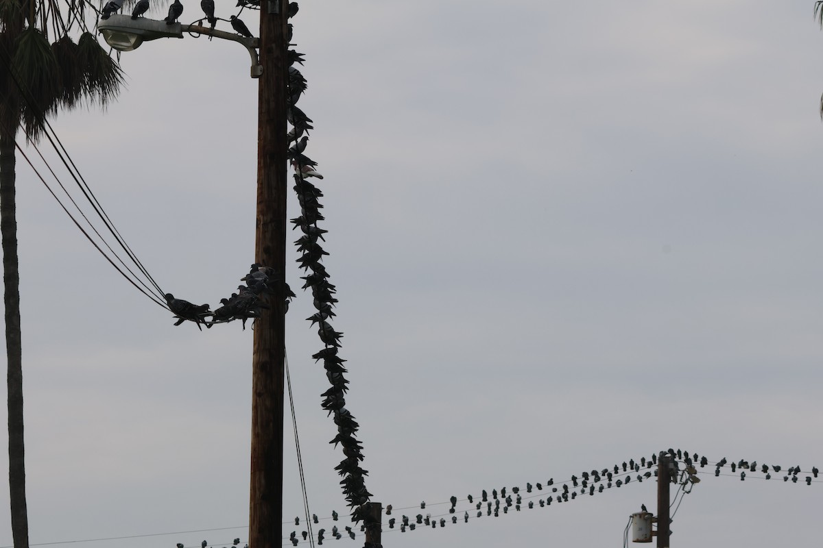 Haitz-usoa (etxekoa) - ML645430208