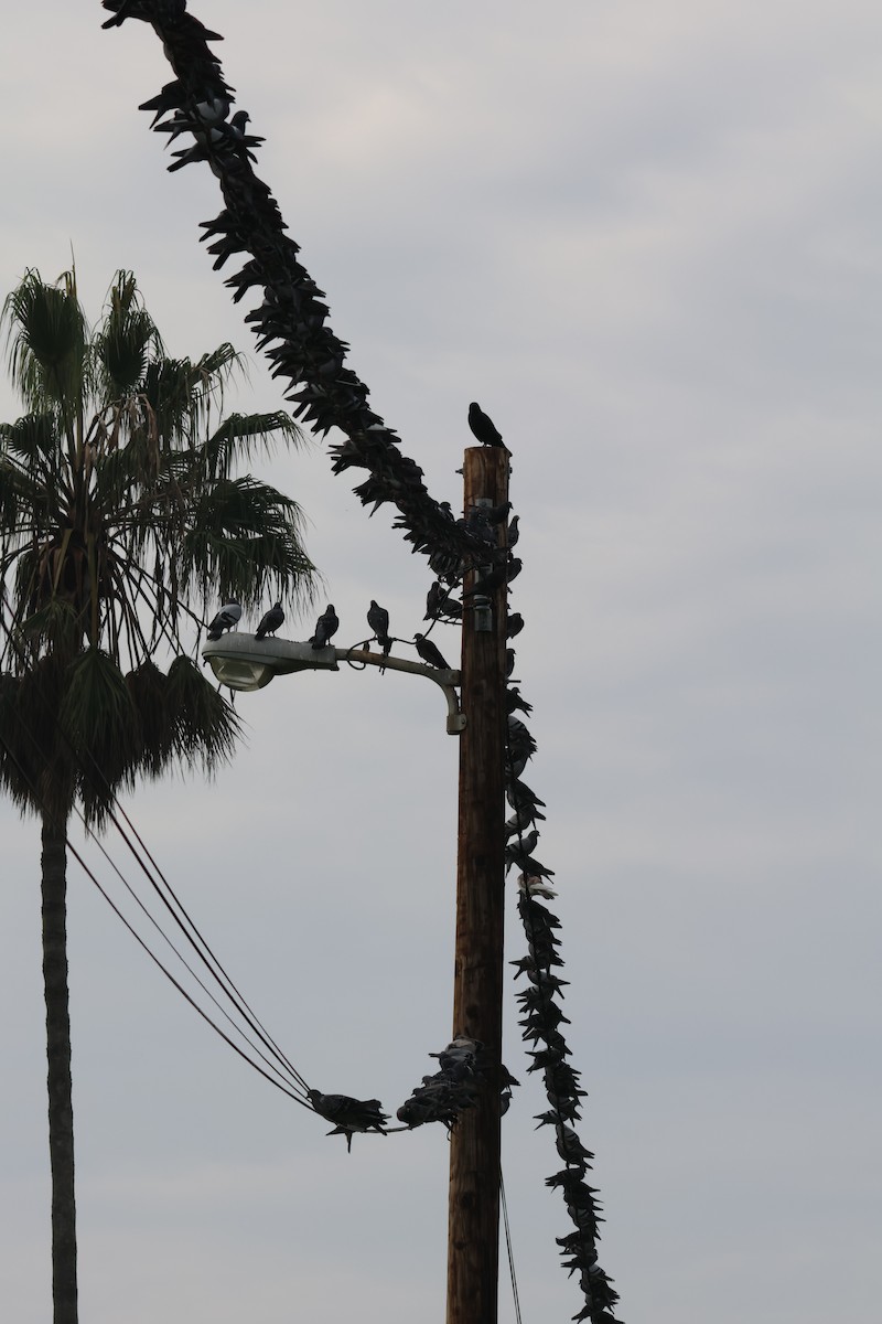 Haitz-usoa (etxekoa) - ML645430209