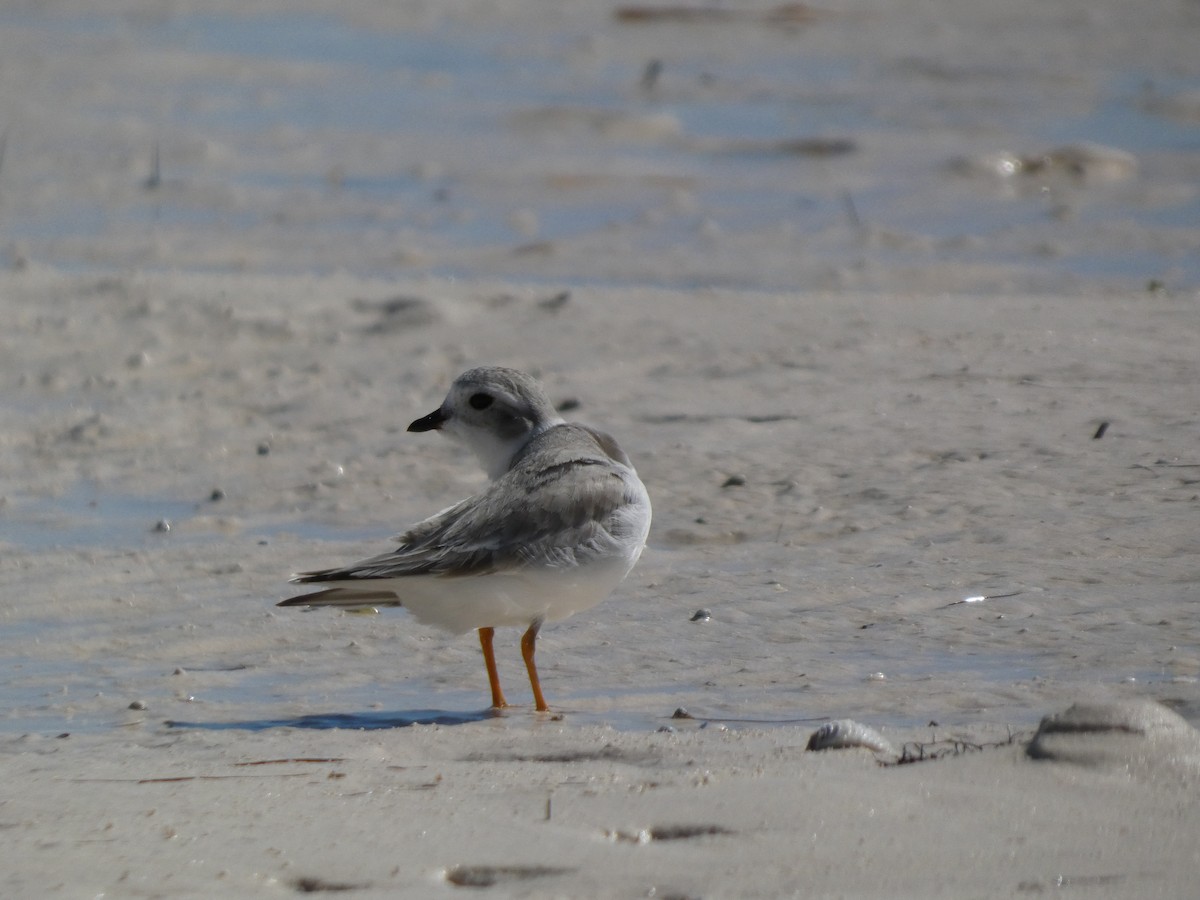Piping Plover - ML645430212