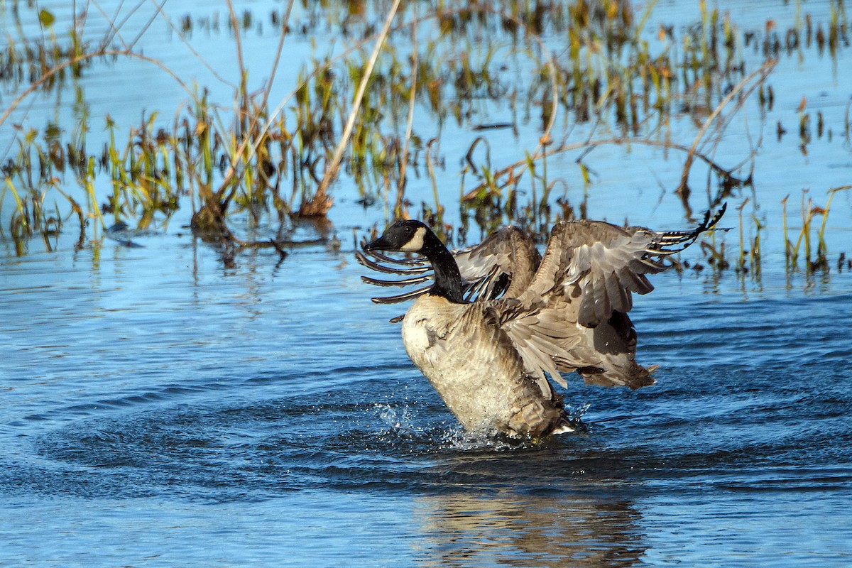 カナダガン - ML645430214