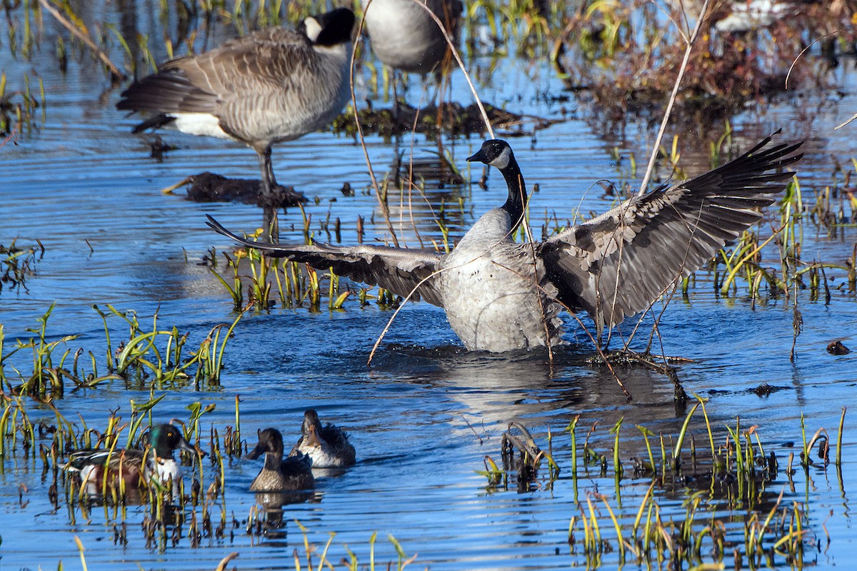 カナダガン - ML645430215