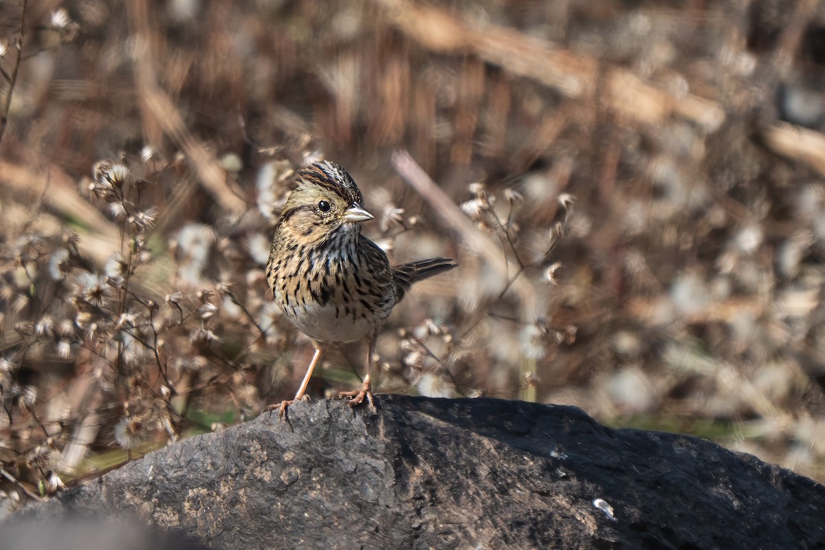 strnadec pruhohlavý - ML645430233
