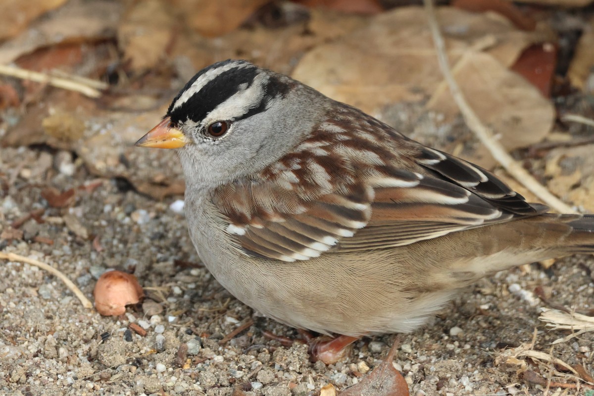 strnadec bělopásý - ML645430236