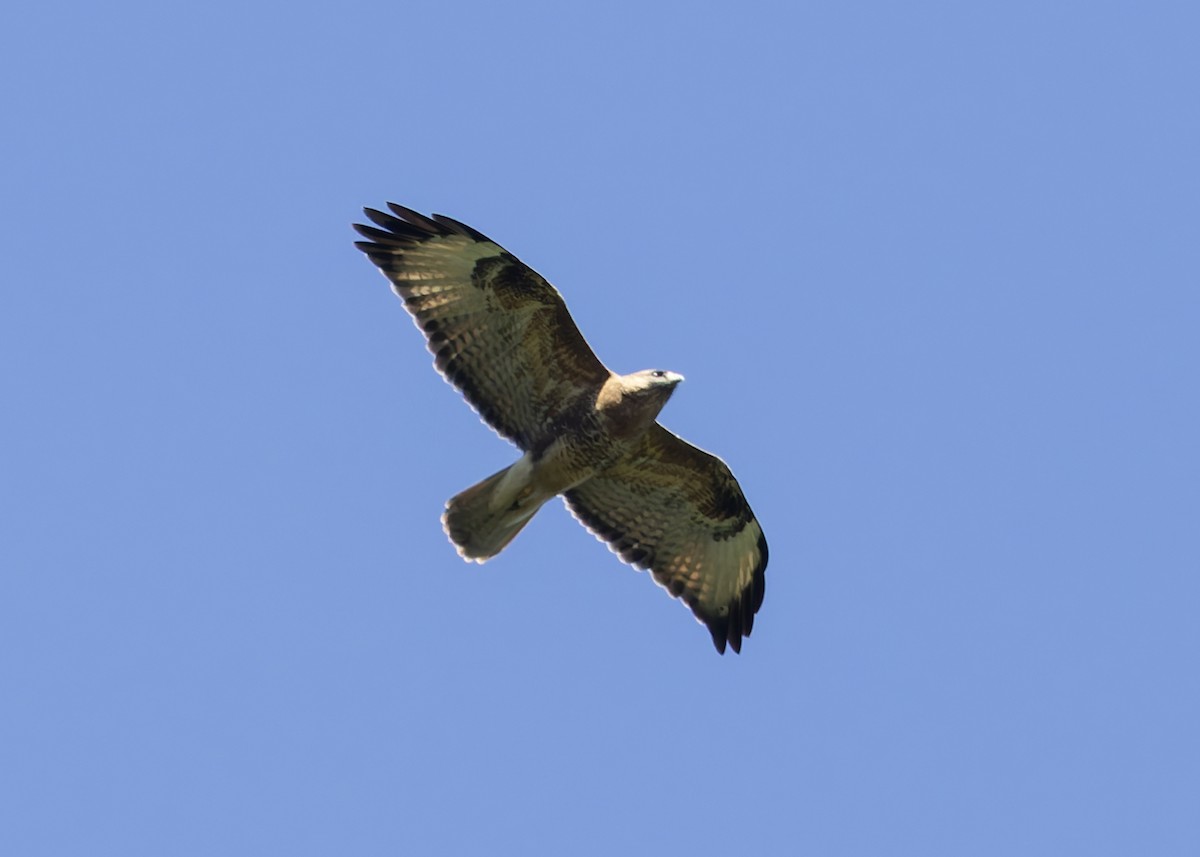 Common Buzzard (Steppe) - ML645430240