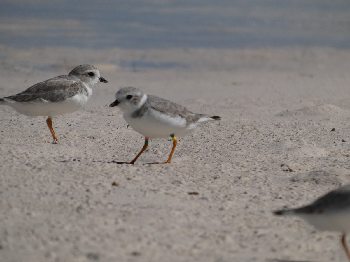 Piping Plover - ML645430242