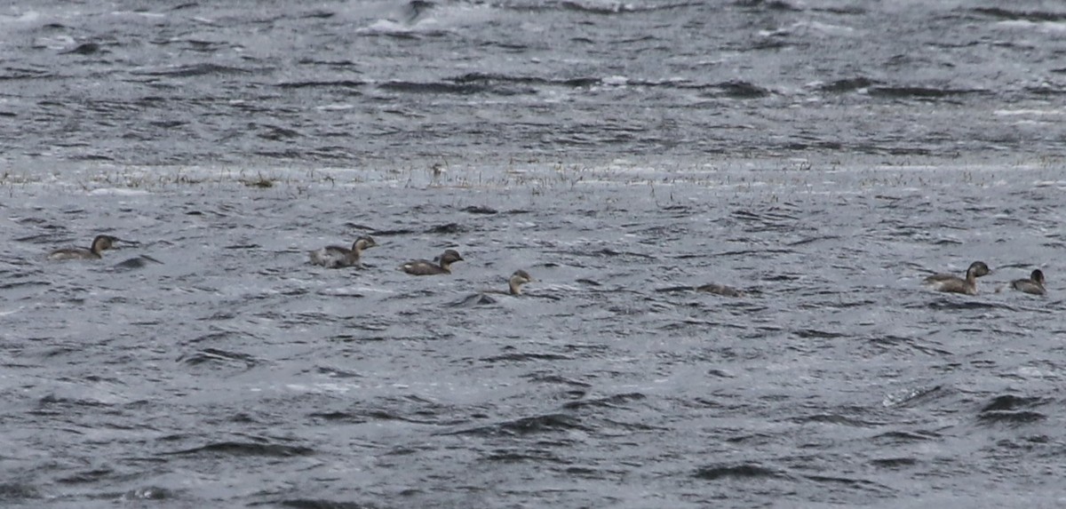 Hoary-headed Grebe - ML645430253