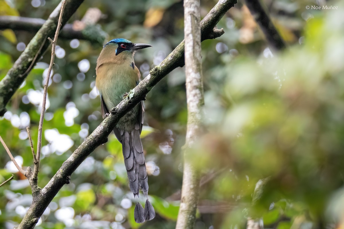 Motmot à tête bleue - ML645430254