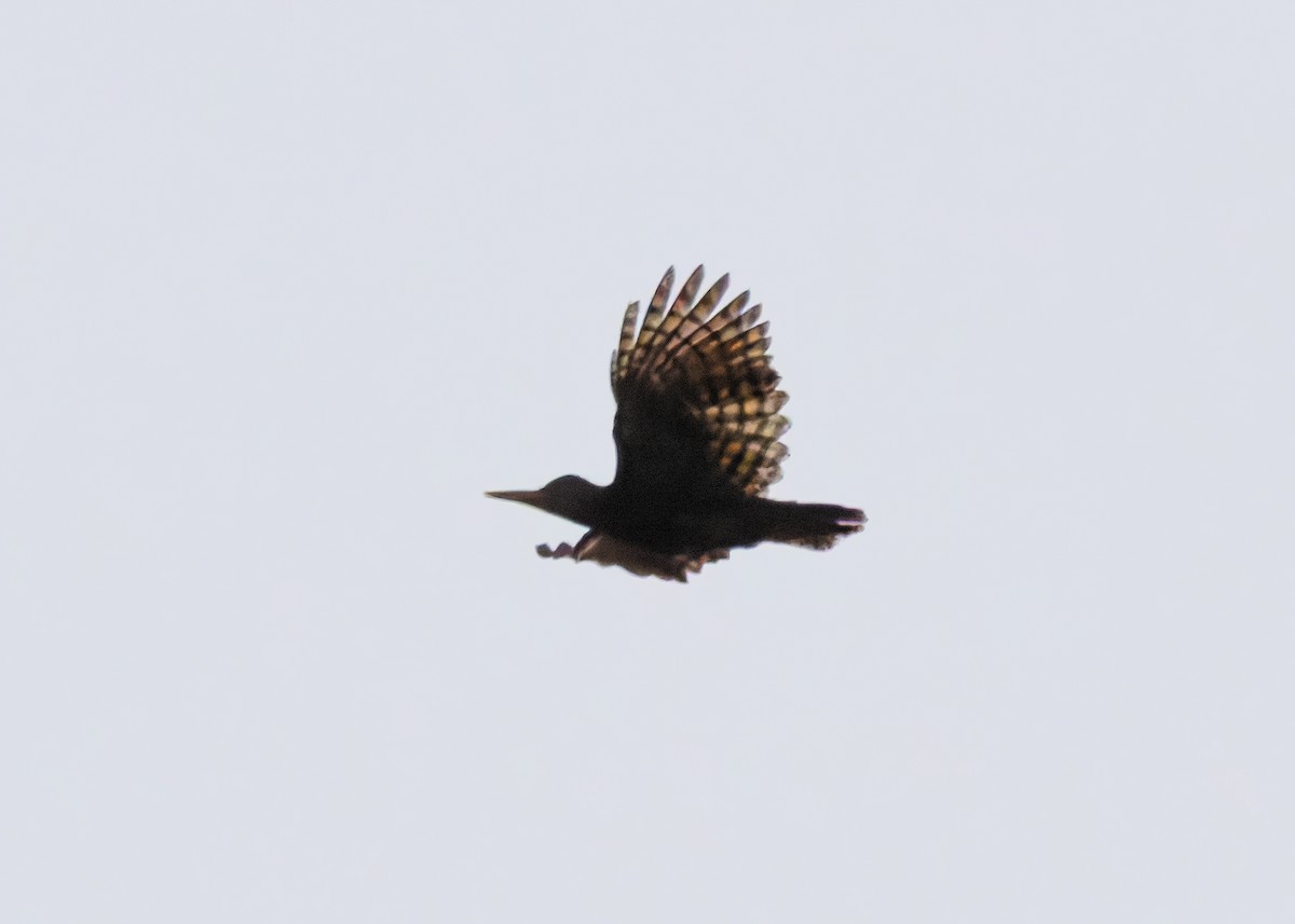 Bay Woodpecker - ML645430255