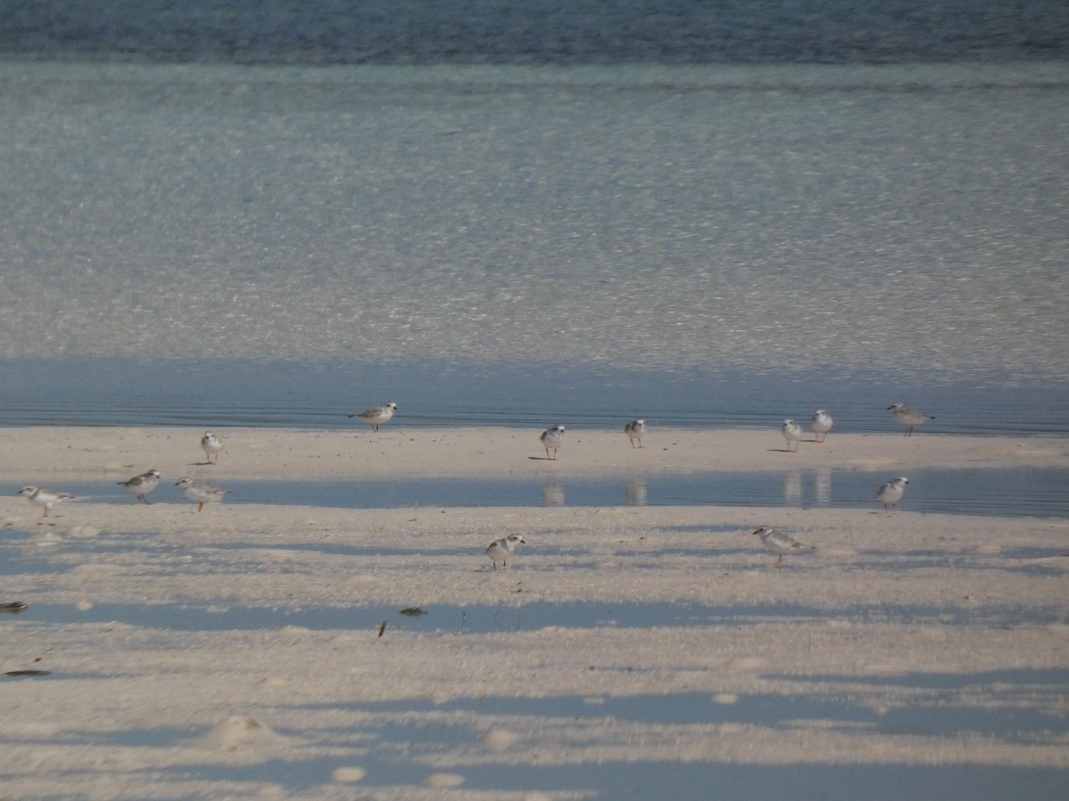 Piping Plover - ML645430277