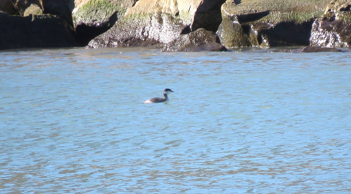 Txilinporta urrebelarria - ML645430289