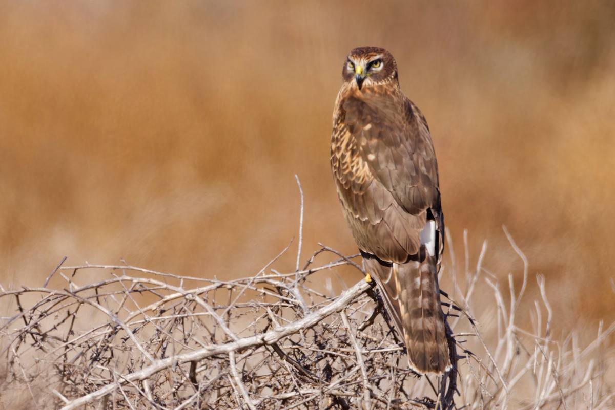 Лунь американський - ML645430291