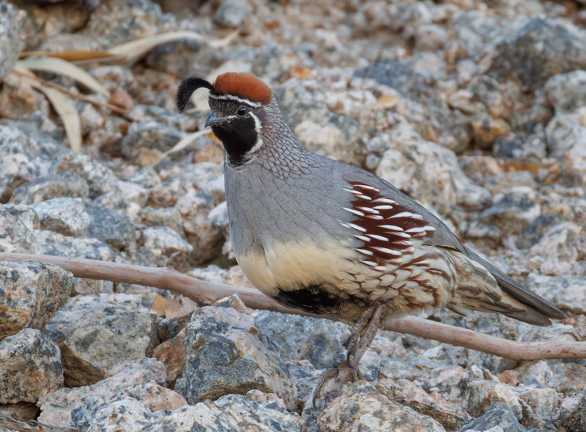 Gambel's Quail - ML645430292
