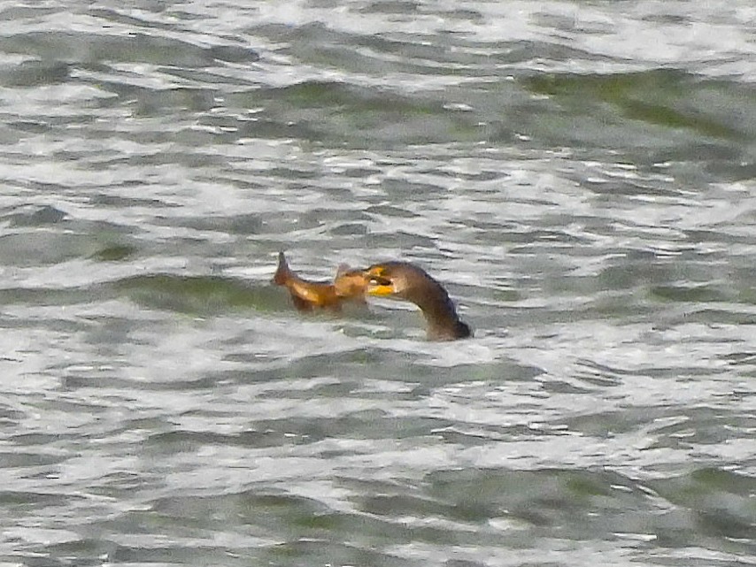 Double-crested Cormorant - ML645430293