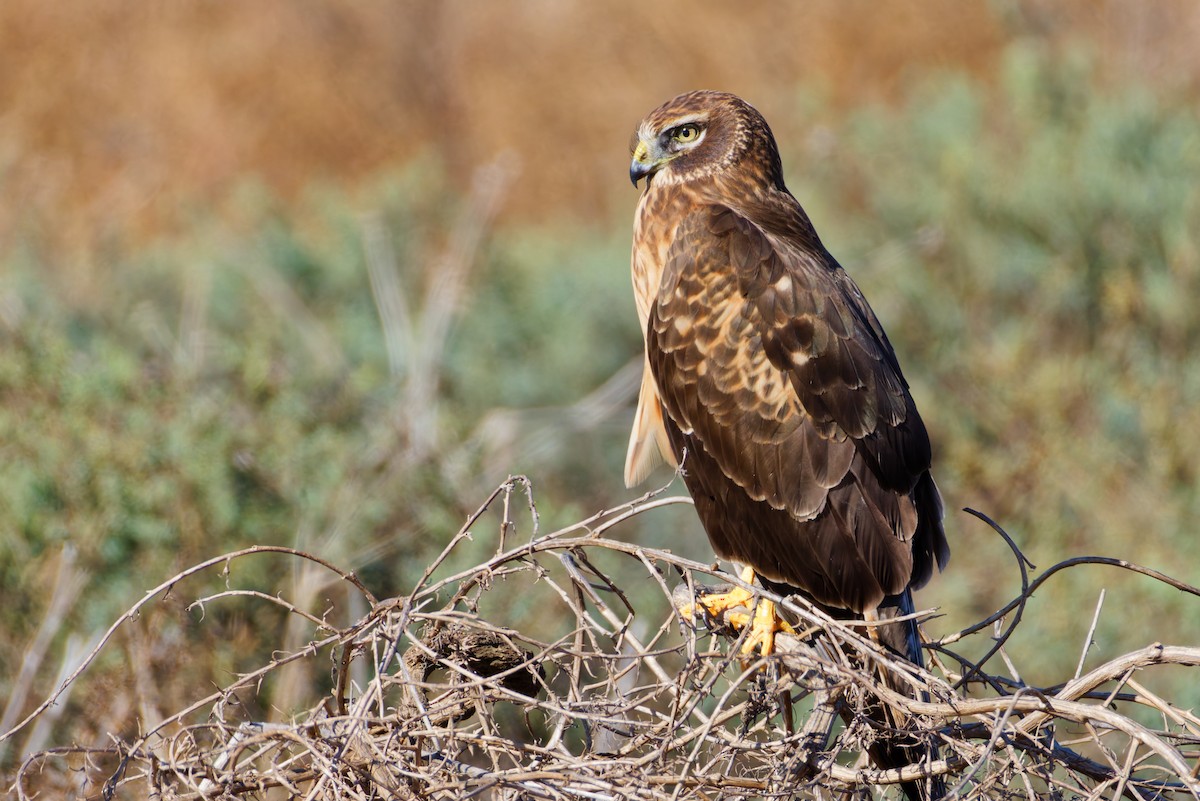 Лунь американський - ML645430294