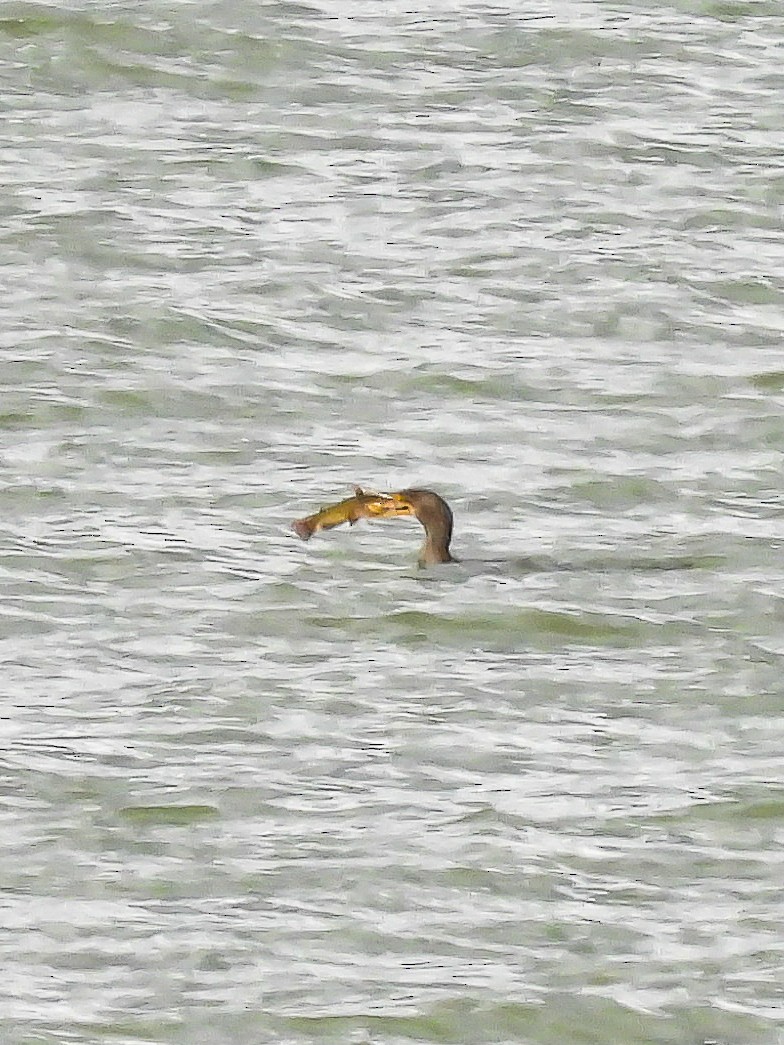 Double-crested Cormorant - ML645430308