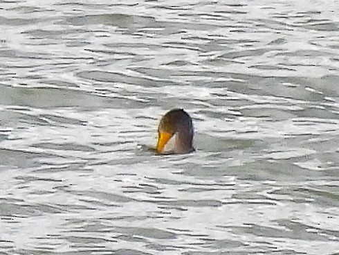 Double-crested Cormorant - ML645430310