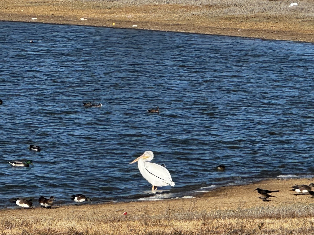 Amerika Pelikanı - ML645430311