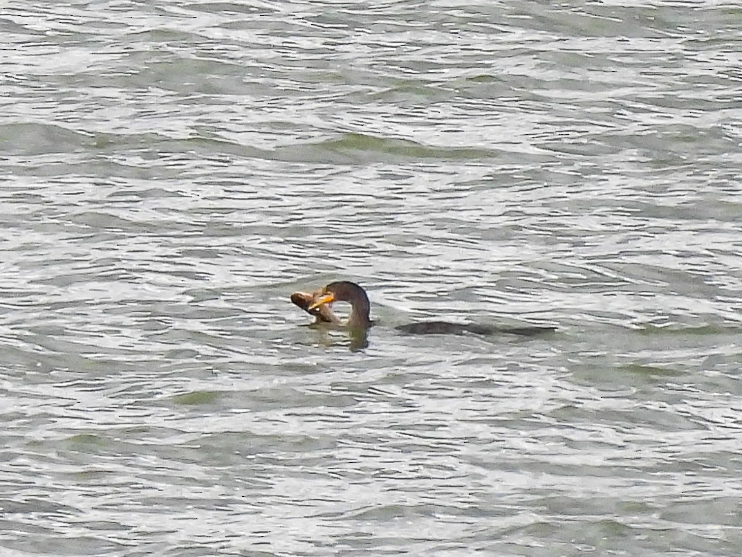 Double-crested Cormorant - ML645430312