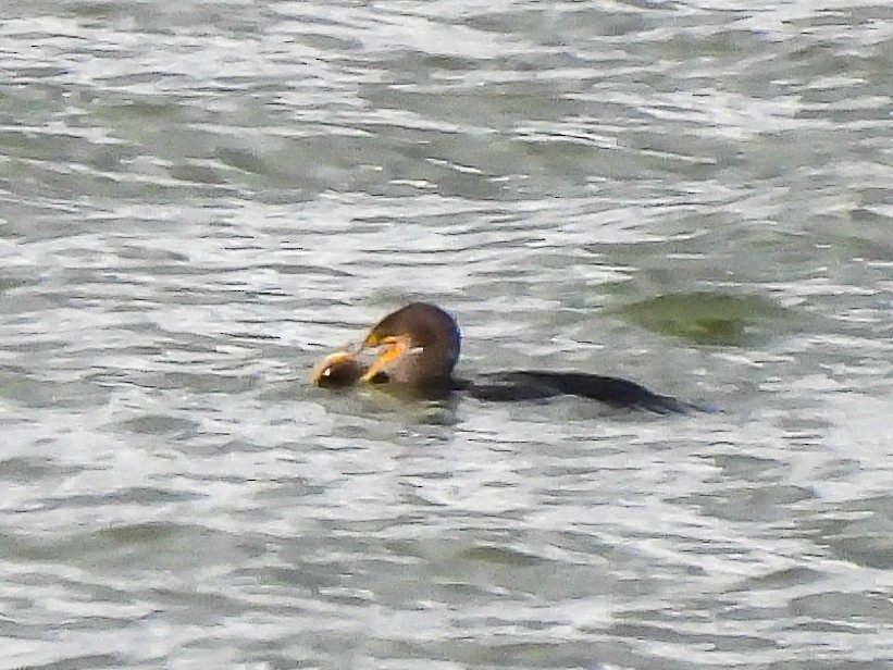 Double-crested Cormorant - ML645430315