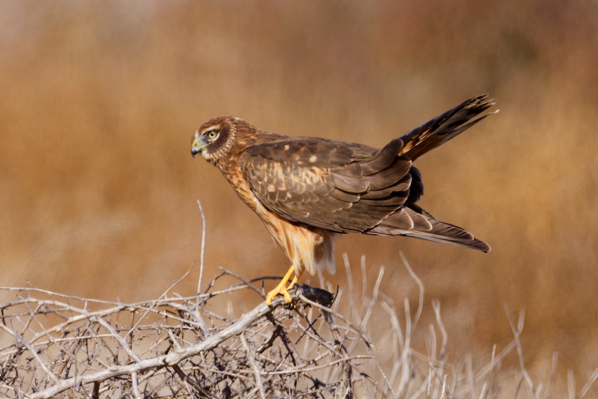 Лунь американський - ML645430319