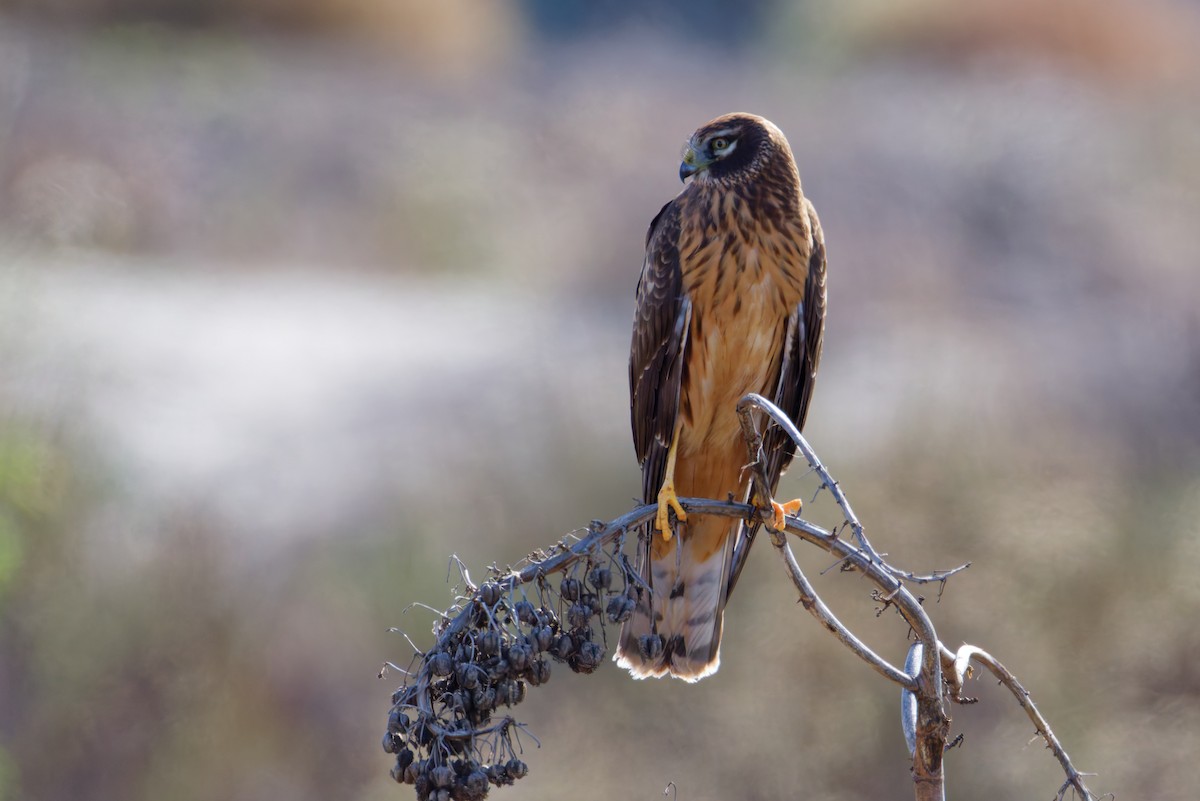 Лунь американський - ML645430331