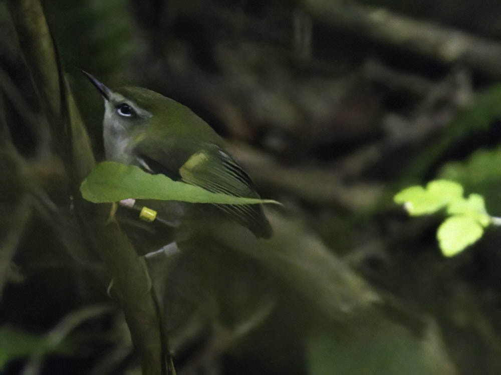 Стрілець - ML645430332