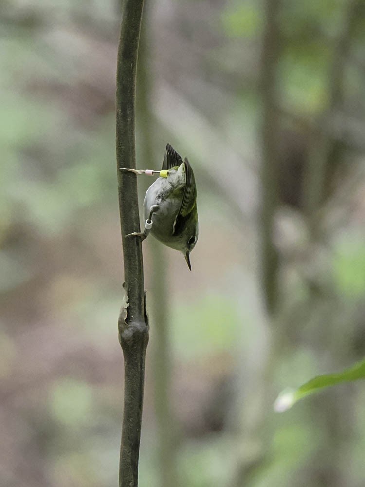 Стрілець - ML645430333