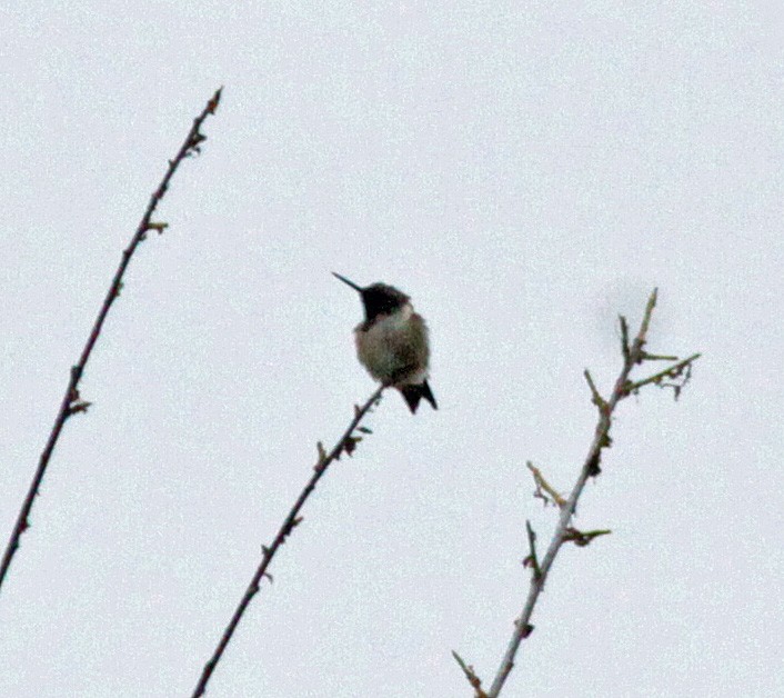 Ruby-throated Hummingbird - ML645430334