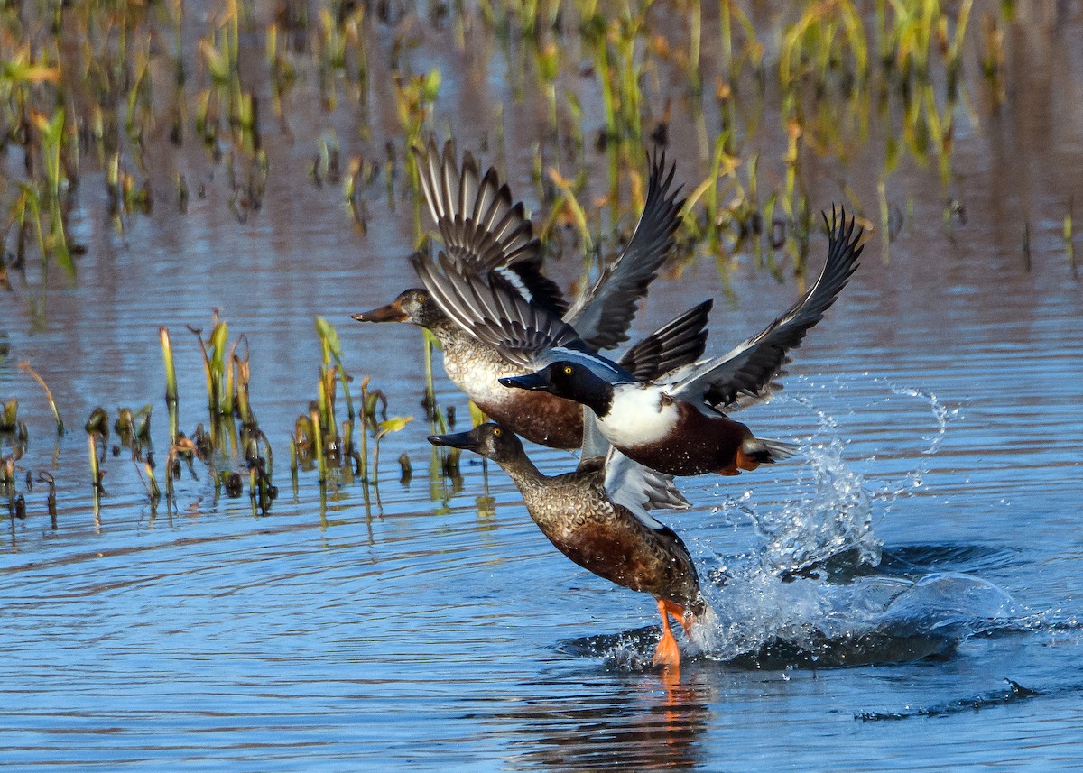 ハシビロガモ - ML645430338