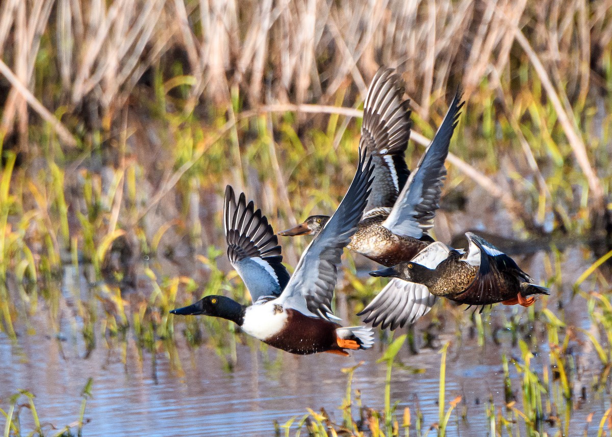 ハシビロガモ - ML645430341