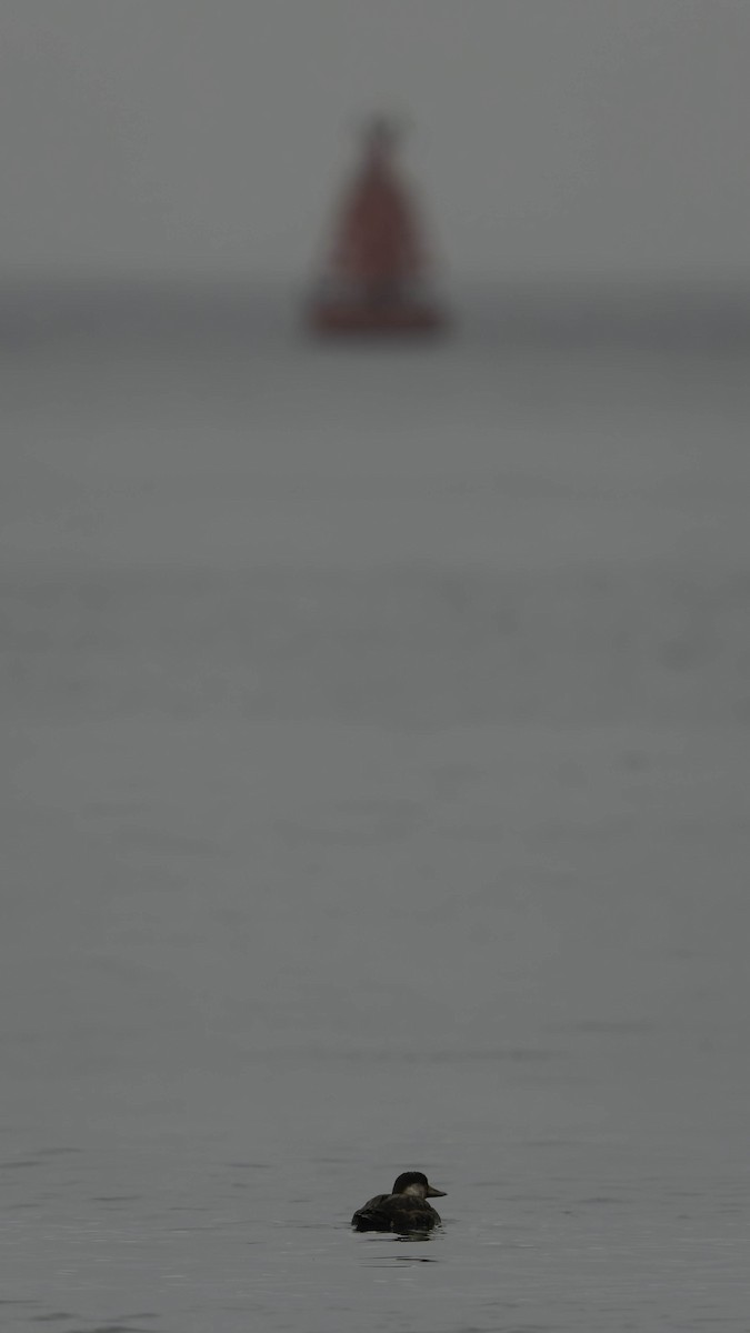 Black Scoter - ML645430343