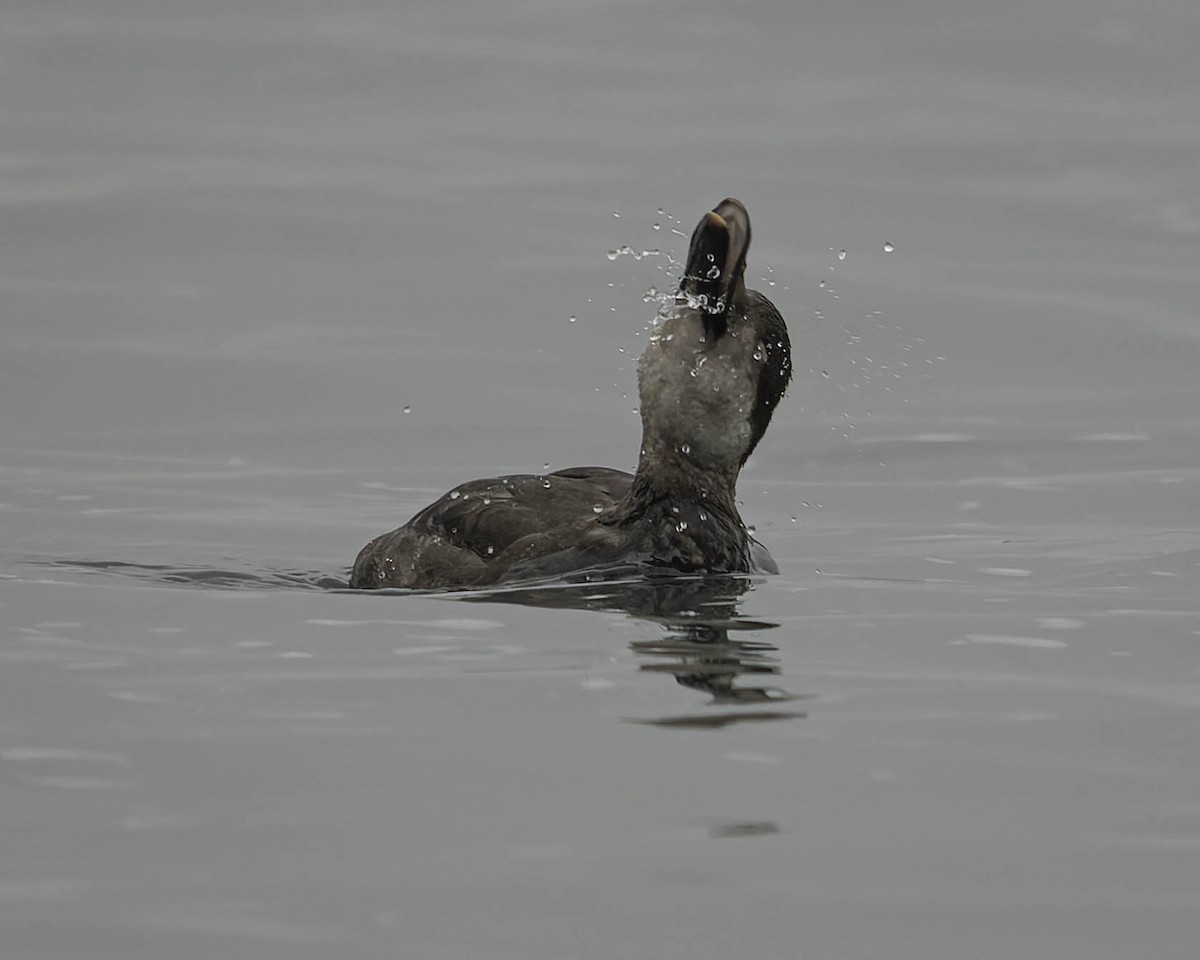 Black Scoter - ML645430344