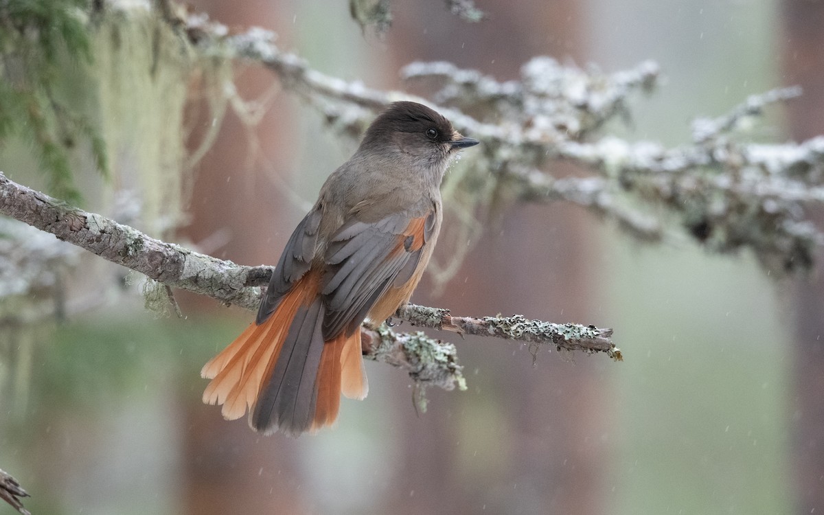 Siberian Jay - ML645430348