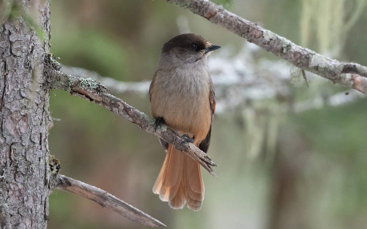 Siberian Jay - ML645430349
