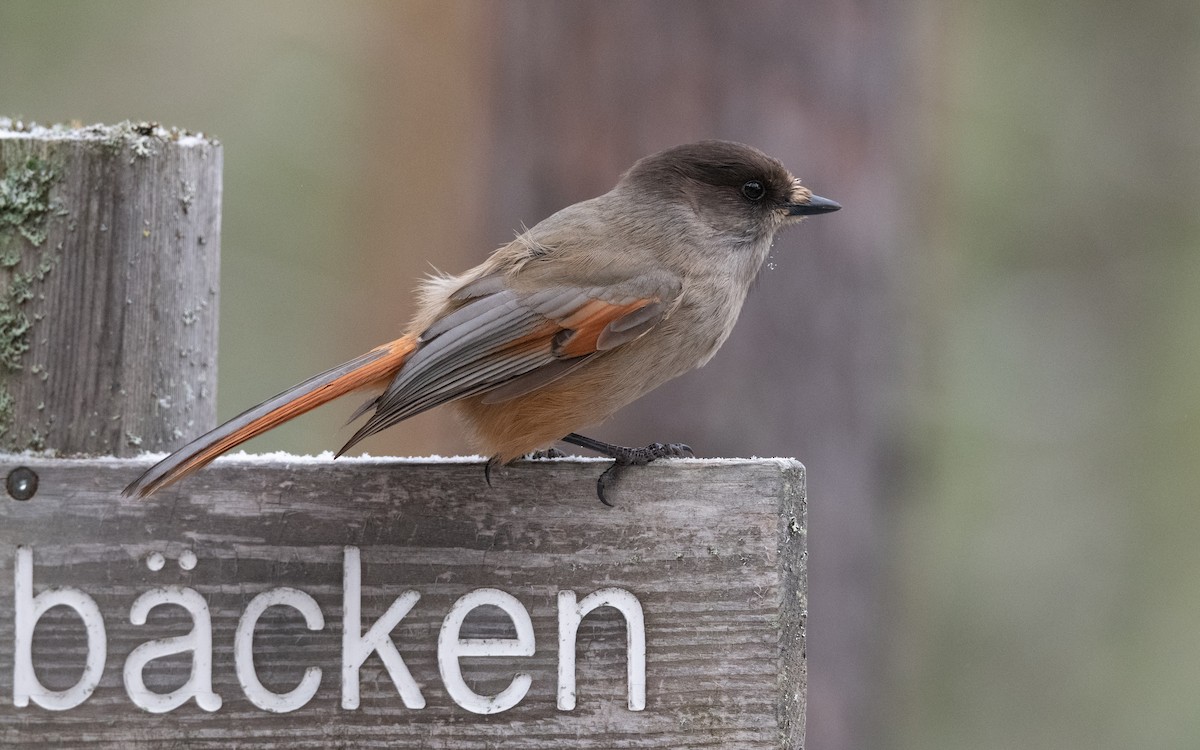Siberian Jay - ML645430350