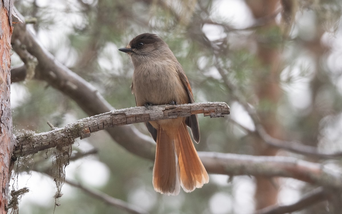 Siberian Jay - ML645430353