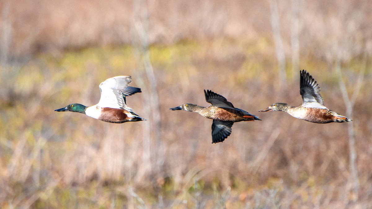 ハシビロガモ - ML645430365