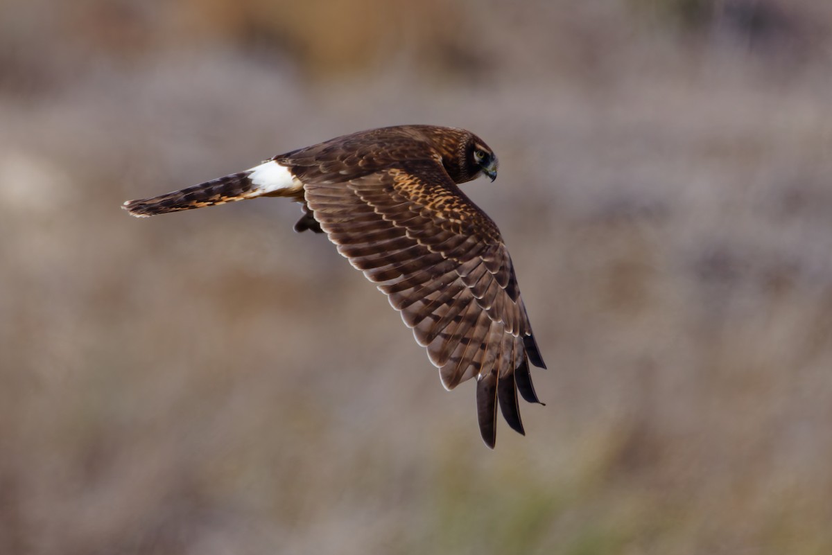 Лунь американський - ML645430366