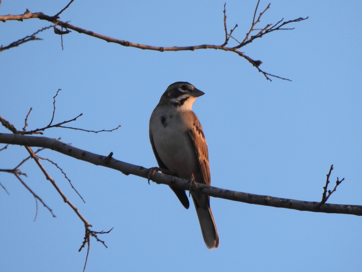 Lark Sparrow - ML645430367