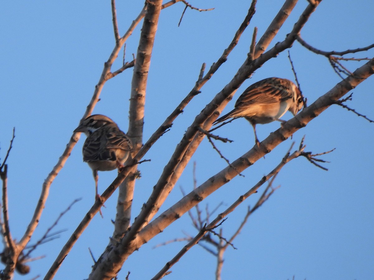 Lark Sparrow - ML645430368